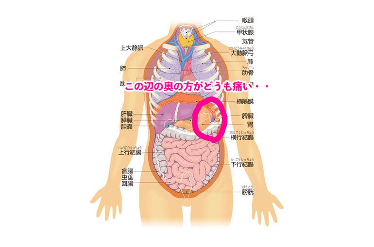 内臓